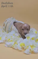 Dachsbun, a male Miniature Dachshund for sale in Mauston, WI – 7 of 10
