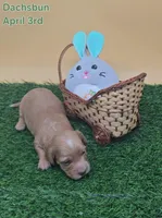 Dachsbun, a male Miniature Dachshund for sale in Mauston, WI – Photo 2 of 9