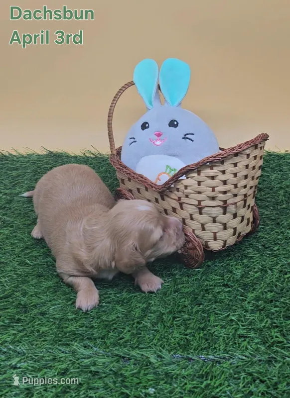 Dachsbun – Miniature Dachshund puppy for sale in Mauston, WI