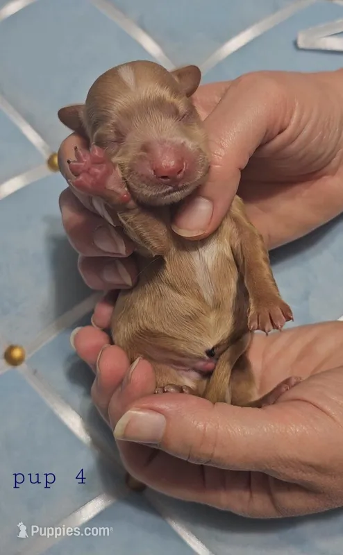 Dachsbun – Miniature Dachshund puppy for sale in Mauston, WI