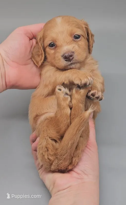 Dachsbun – Miniature Dachshund puppy for sale in Mauston, WI