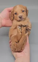 Dachsbun, a male Miniature Dachshund for sale in Mauston, WI – 1 of 10