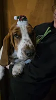 Montgomery Gator , a male Basset Hound for sale in Mauston, WI – 2 of 7
