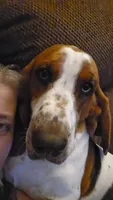Montgomery Gator , a male Basset Hound for sale in Mauston, WI – 3 of 7