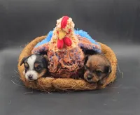 processed/f512a548-1724-405a-b18c-bba84a2c2286/listing/de89068b-bfca-4b23-a66e-b000c2c46609/44b8a4ac-0b65-4a30-817f-daccafa75a04