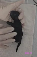 Pup 3, a female Cocker Spaniel for sale in Mauston, WI – Photo 3 of 3