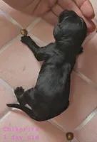 Chikorita , a female Cocker Spaniel for sale in Mauston, WI – Photo 4 of 4