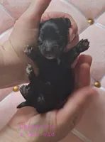 Chikorita , a female Cocker Spaniel for sale in Mauston, WI – Photo 3 of 4