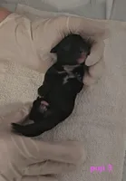 Pup 3, a female Cocker Spaniel for sale in Mauston, WI – Photo 1 of 3