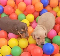 Tommy Knocker (cream), a male Miniature Dachshund for sale in Mauston, WI – 7 of 10