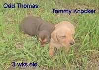Odd Thomas (choc & tan), a male Miniature Dachshund for sale in Mauston, WI – 7 of 8