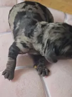 Amaura, a female Cocker Spaniel for sale in Mauston, WI – Photo 5 of 6