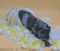 Amaura, a female Cocker Spaniel for sale in Mauston, WI – Photo 2 of 7