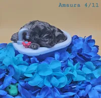 Amaura, a female Cocker Spaniel for sale in Mauston, WI – Photo 4 of 7