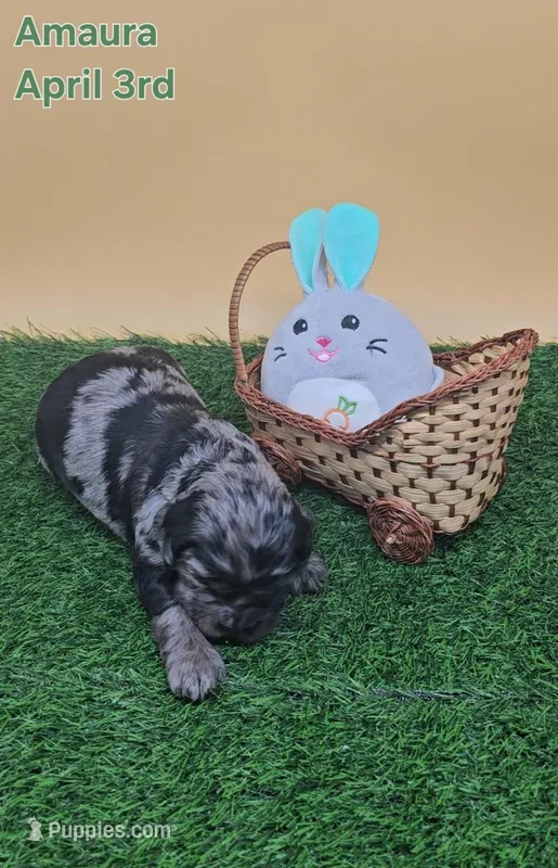 Amaura – Cocker Spaniel puppy for sale in Mauston, WI