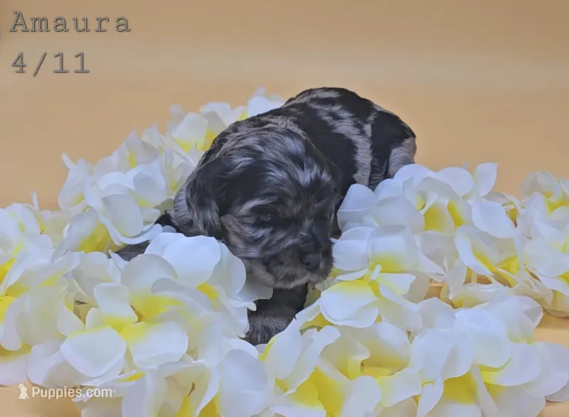 Amaura – Cocker Spaniel puppy on hold in Mauston, WI