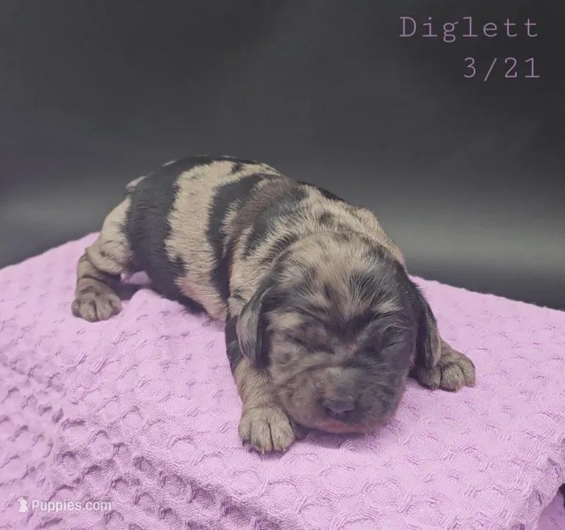 Amaura – Cocker Spaniel puppy for sale in Mauston, WI