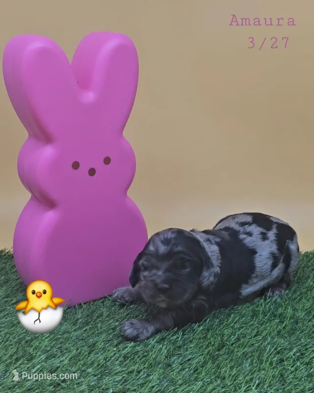 Amaura – Cocker Spaniel puppy for sale in Mauston, WI