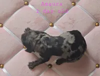 Amaura, a female Cocker Spaniel for sale in Mauston, WI – Photo 6 of 6