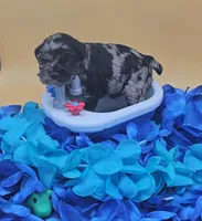 Amaura, a female Cocker Spaniel for sale in Mauston, WI – Photo 5 of 7