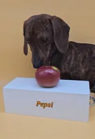 Pepsi, a male Miniature Dachshund for sale in Mauston, WI – 4 of 6