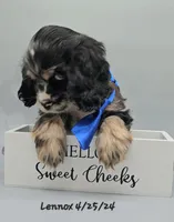 Zariyah's litter, a  Cocker Spaniel for sale in Mauston, WI – Photo 6 of 10