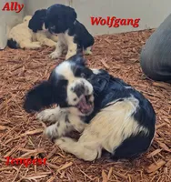Zariyah's litter, a  Cocker Spaniel for sale in Mauston, WI – Photo 7 of 10