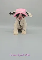 Zariyah's litter, a  Cocker Spaniel for sale in Mauston, WI – Photo 3 of 10