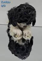 Zariyah's litter, a  Cocker Spaniel for sale in Mauston, WI – Photo 2 of 10