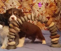 Zariyah's litter, a  Cocker Spaniel for sale in Mauston, WI – Photo 9 of 10