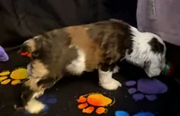 Zariyah's litter, a  Cocker Spaniel for sale in Mauston, WI – Photo 8 of 10