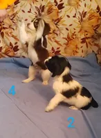 Zariyah's litter, a  Cocker Spaniel for sale in Mauston, WI – Photo 10 of 10