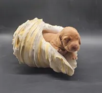 Odette (hidden dapple), a female Miniature Dachshund for sale in Mauston, WI – Photo 4 of 10