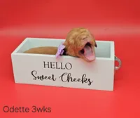 Odette (hidden dapple), a female Miniature Dachshund for sale in Mauston, WI – Photo 2 of 10