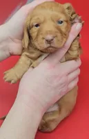 Odette (hidden dapple), a female Miniature Dachshund for sale in Mauston, WI – Photo 10 of 10