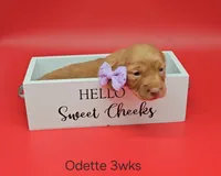 Odette (hidden dapple), a female Miniature Dachshund for sale in Mauston, WI – Photo 1 of 10