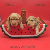 Odette (hidden dapple), a female Miniature Dachshund for sale in Mauston, WI – Photo 8 of 10