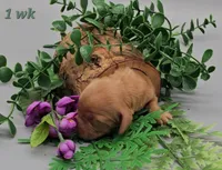 Odette (hidden dapple), a female Miniature Dachshund for sale in Mauston, WI – Photo 6 of 10