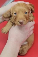 Odette (hidden dapple), a female Miniature Dachshund for sale in Mauston, WI – Photo 9 of 10