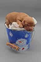 Odette (hidden dapple), a female Miniature Dachshund for sale in Mauston, WI – Photo 5 of 10