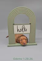 Odette (hidden dapple), a female Miniature Dachshund for sale in Mauston, WI – Photo 7 of 10