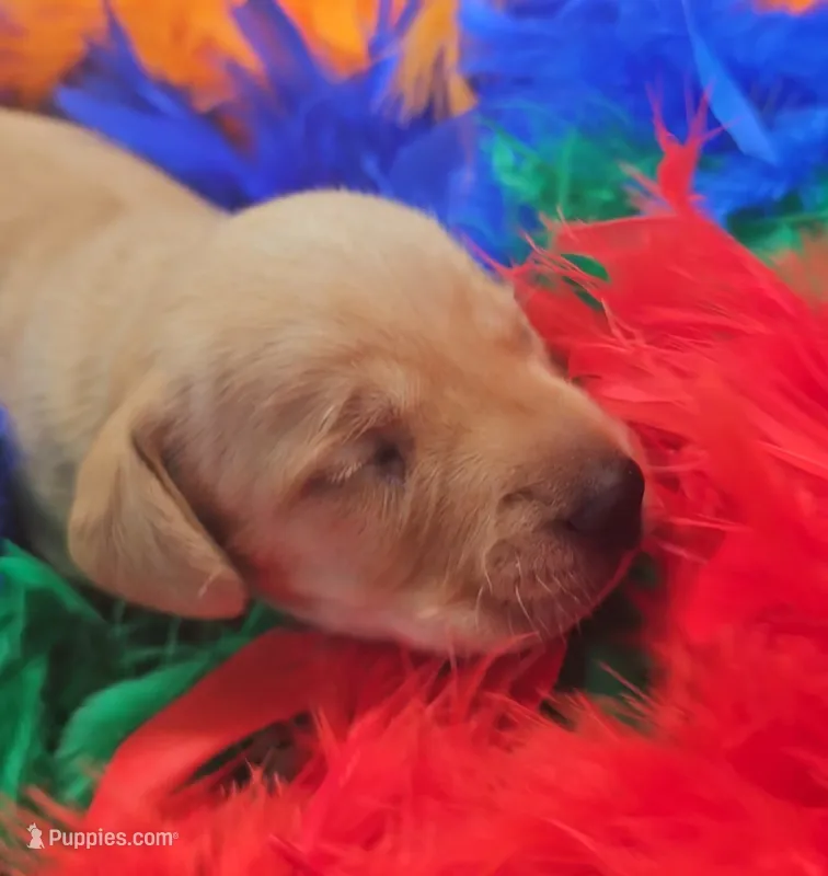Tommy Knocker (cream) – Miniature Dachshund puppy for sale in Mauston, WI