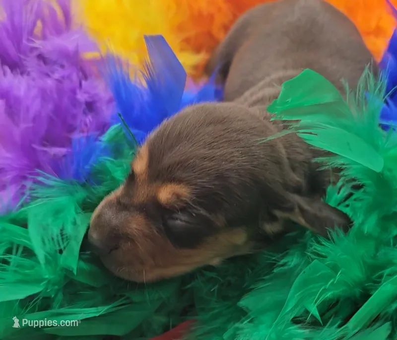 Odd Thomas (choc & tan) – Miniature Dachshund puppy for sale in Mauston, WI