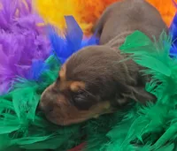 Odd Thomas (choc & tan), a male Miniature Dachshund for sale in Mauston, WI – 1 of 8