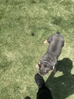 Ralo, a male French Bulldog for sale in Lubbock, TX – 3 of 3