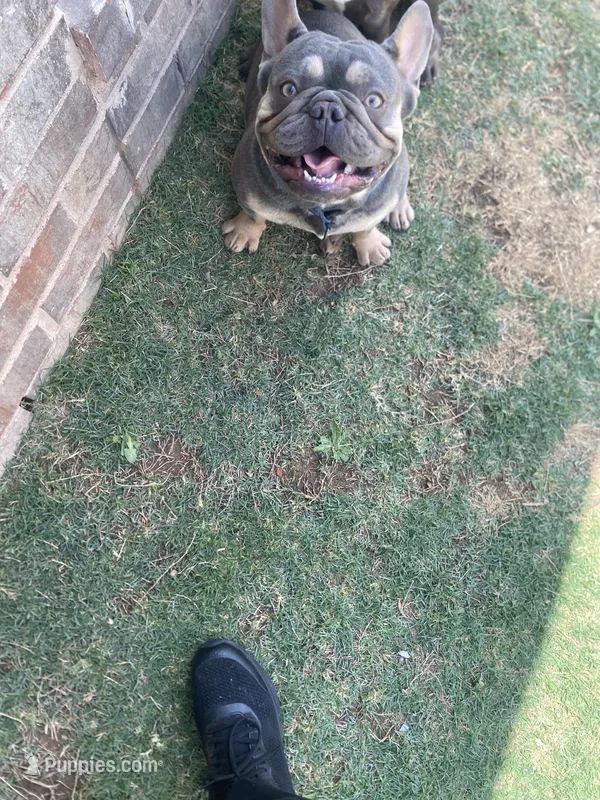 Ralo – French Bulldog puppy for sale in Lubbock, TX