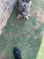Ralo, a male French Bulldog for sale in Lubbock, TX – 1 of 3