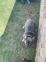 Ralo, a male French Bulldog for sale in Lubbock, TX – 2 of 3
