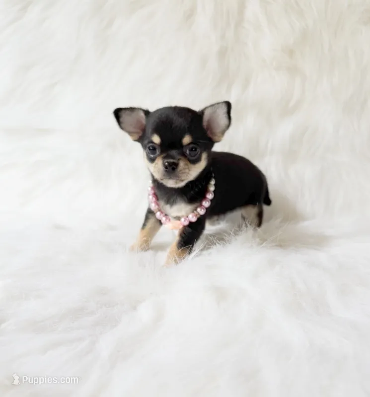 Tiny Sasha  – Chihuahua puppy for sale in Sacramento, CA