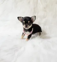 Tiny Sasha , a female Chihuahua for sale in Sacramento, CA – 1 of 5